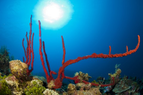 Cayman Islands Coral